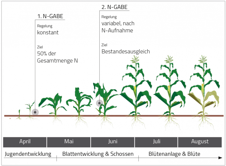 Beispiel N-Düngung in Mais