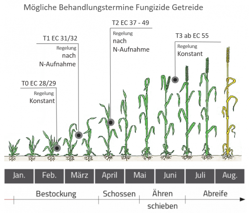fungi_termine_getreide.png