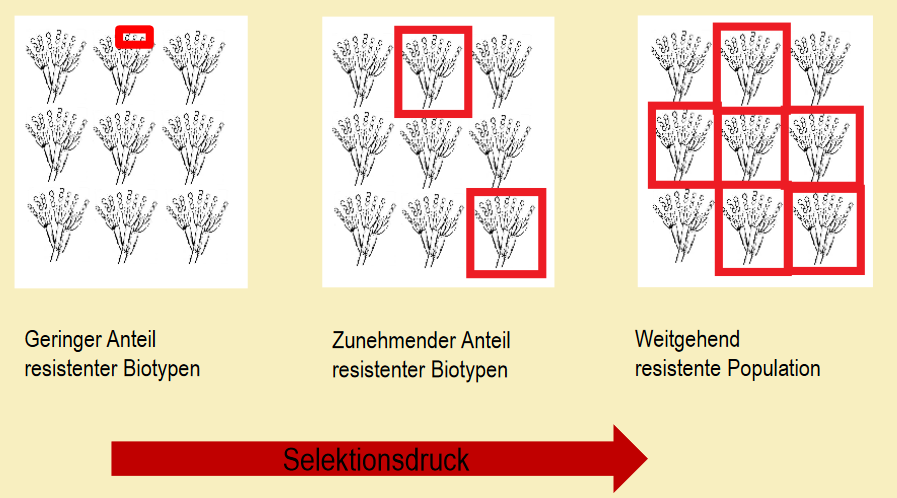 selektionsdruck.png